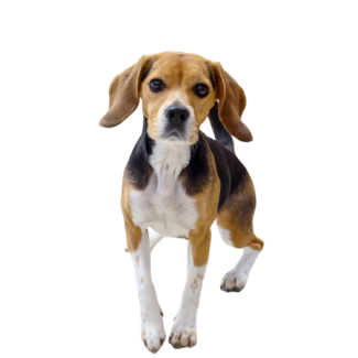 Bürohund Maya